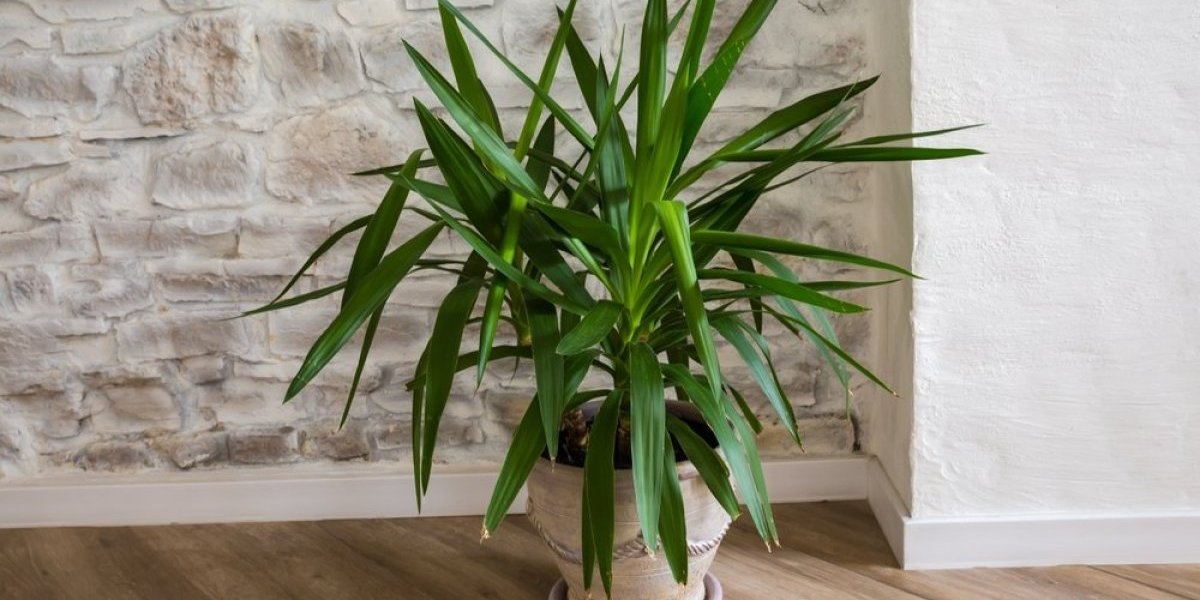 Biljka koja donosi novac i sreću u dom: Lako se neguje i trajaće godinama (FOTO)