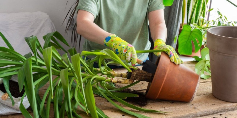 Presadite sobnu biljku hitno: Znaci koji govore da je u neadekvatnoj saksiji