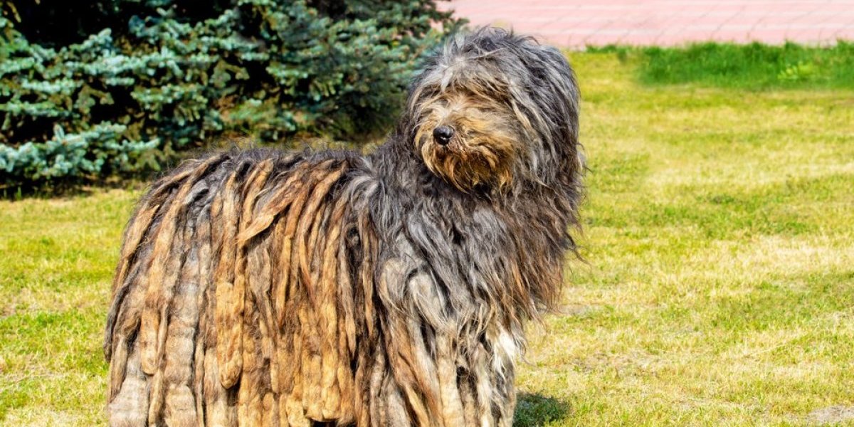 Pas sa dredovima je noćna mora za grumere: Evo zašto je dlaka ove rase teška za održavanje (FOTO)