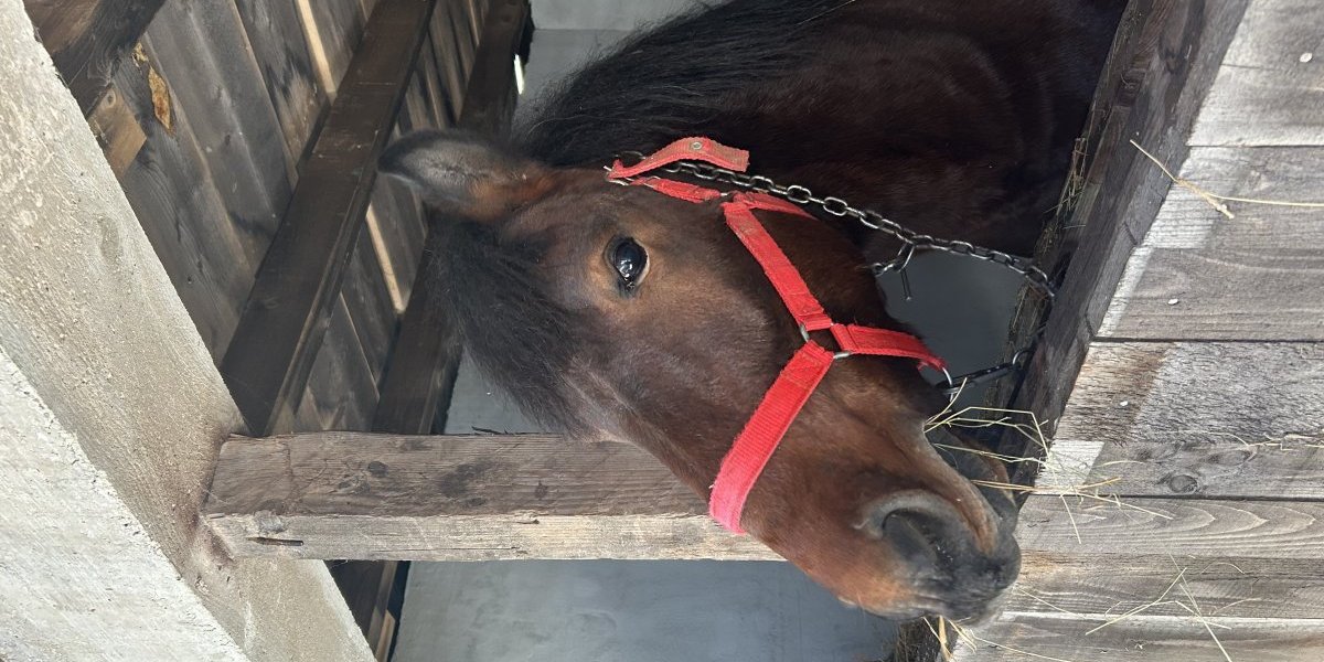 Štala je dobila i svoje prve stanare