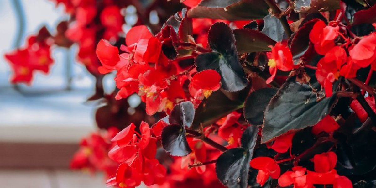 Pravilna nega božićne begonije: Obradovaće vas raskošnim cvetovima i tokom zime