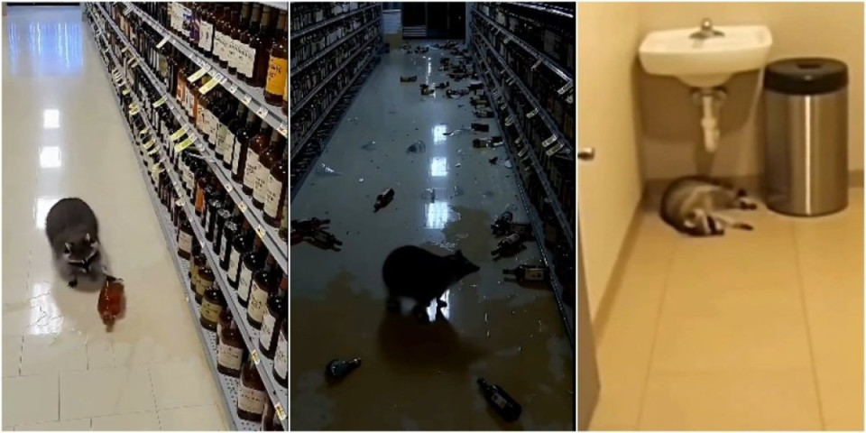 Rakun upao u prodavnicu pića pa se onesvestio od alkohola - sada je isplivao još jedan šok! (VIDEO)