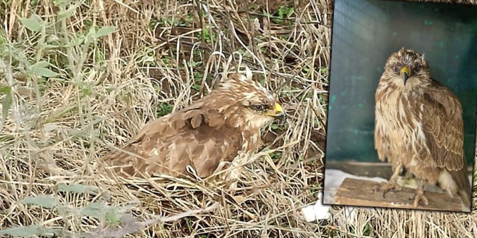 Neobična priča iz Niša: Tri dana je čekala svog ranjenog orla