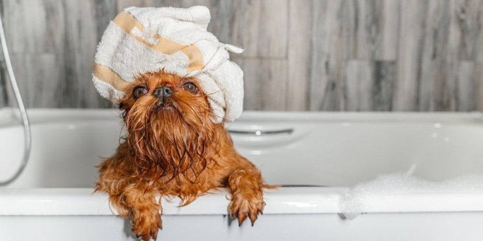 Psi će vam mirisati kao iz salona: Trik od 20 dinara koji čini čuda – bez kupanja i prehlade