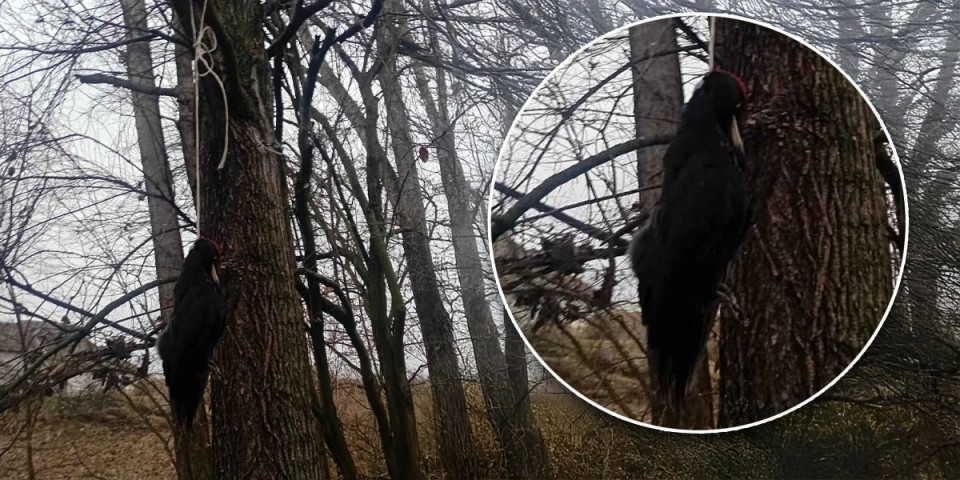 Jeziv prizor: Sumnjaju na crnu magiju