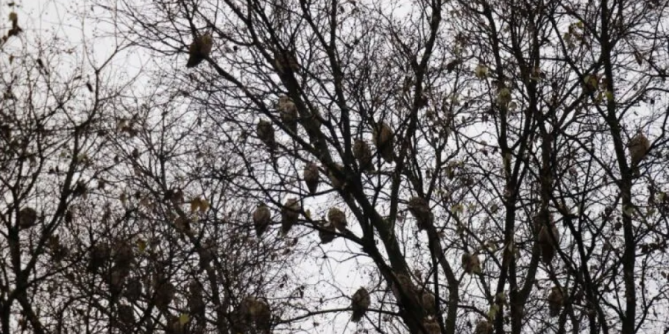 Živi ukrasi na stablima: Svi se iznenadili koliko ih je