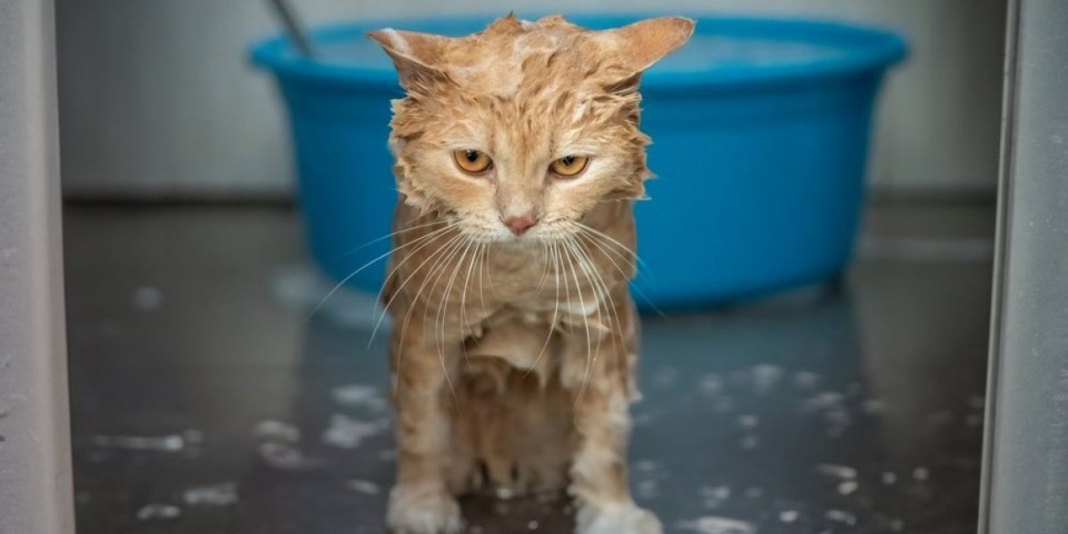 Prava mala čudesna priča: Mačka oprana u veš mašini - pogledajte reakciju (VIDEO)