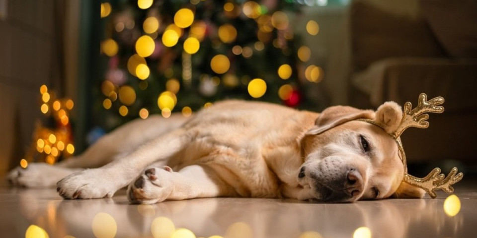 Ovaj božićni ukras može biti koban za psa: Napravićete veliki problem, odmah ga sklonite