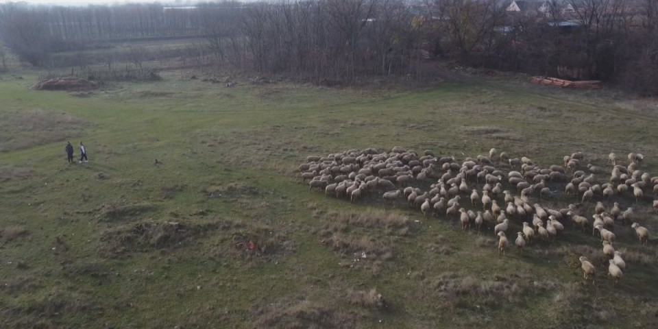 Teodor i Željana iz Vračevog Gaja najmlađi su domaćini u Srbiji: Imaju 500 grla stoke