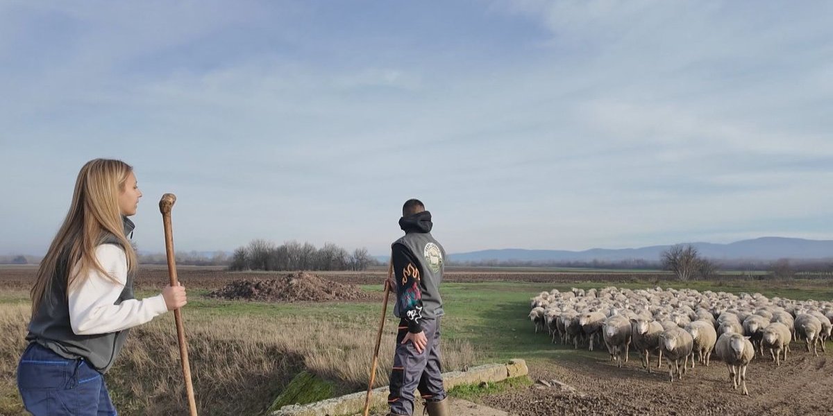 Imaju više od 500 ovaca