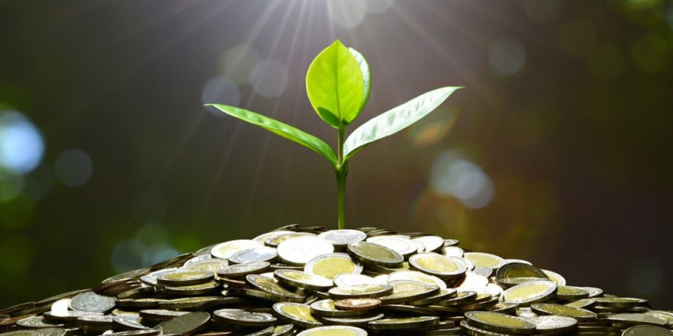 Ako je imate u kući, nećete znati šta ćete sa parama: 5 ključnih koraka da vam drvo novca cveta