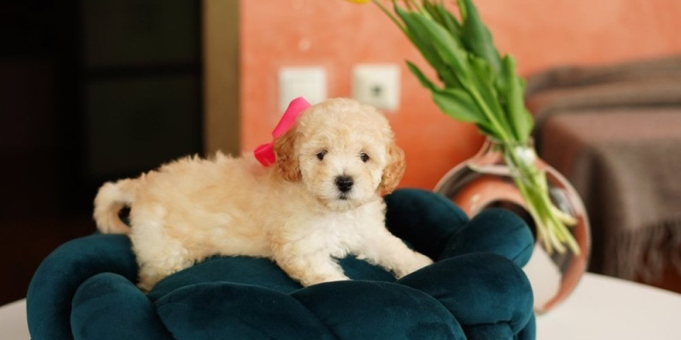 Večne bebe: 5 malih pasa koji ostaju štenad zauvek (FOTO)