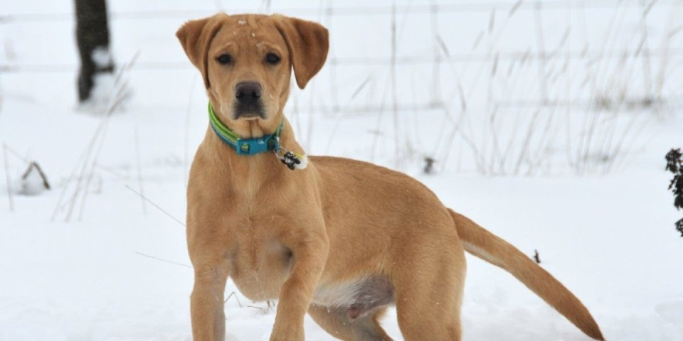 4 razloga zašto pas maše repom: Veterinar otkrio signale koje ljudi potpuno pogrešno tumače