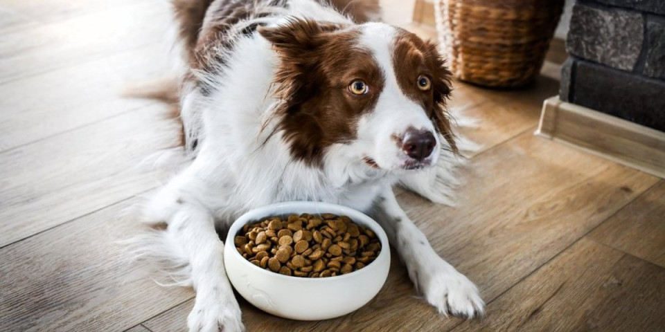 Hrana koju nikad ne treba davati psima: Urniše im probavu - ishod može biti fatalan