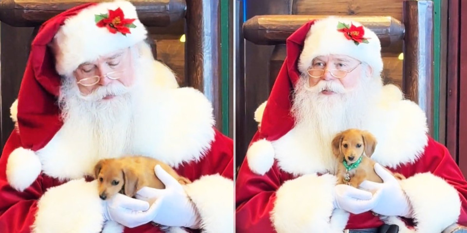 Minijaturni jazavičar ukrao svu pažnju: Kevin upoznao Deda Mraza i raznežio internet (VIDEO)