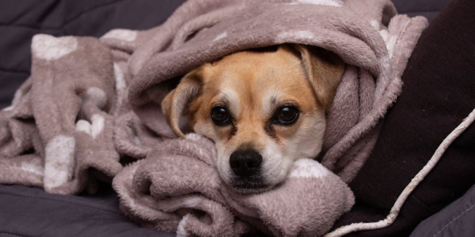 Simptomi zimske depresije kod psa: Veterinar otkriva kako da prepoznate znake