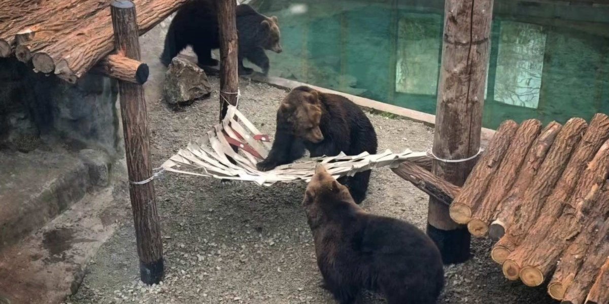 Tri medveda stigla u Beograd