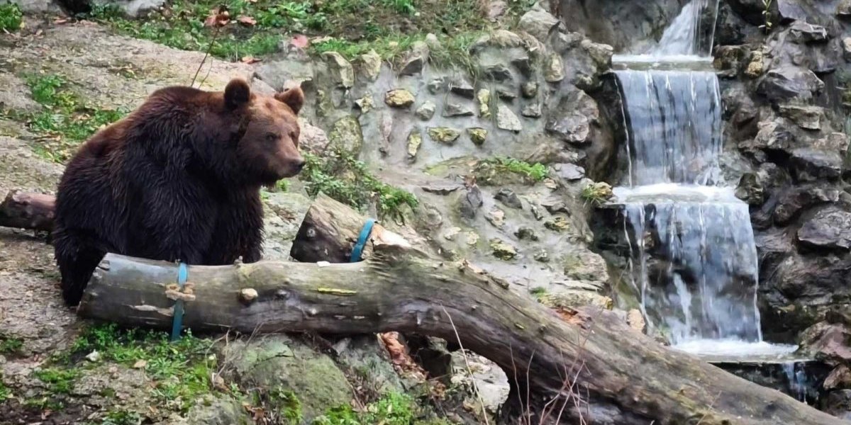 U Srbiju stigla tri medveda iz Mađarske