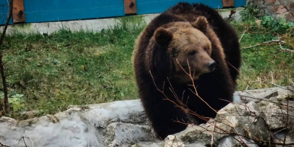 Tri sestre stigle u Srbiju