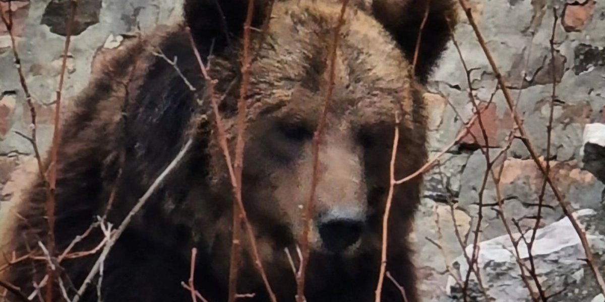 Stigli medvedi u Beograd