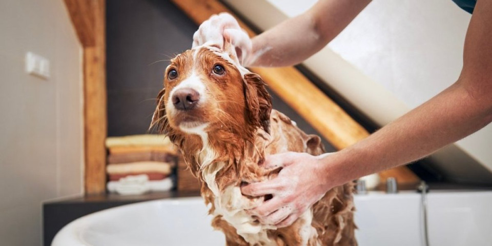 Greška posle kupanja psa koju svi prave: Završava se bolnom kožnom infekcijom - vodite računa