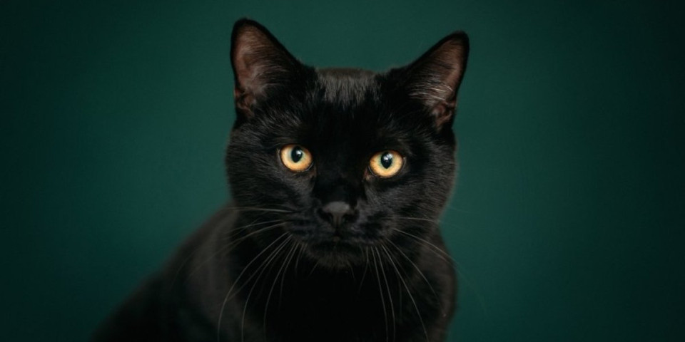 Dok pije vodu iz česme pretvara se u demona: Snimak crne mačke šokirao internet (VIDEO)