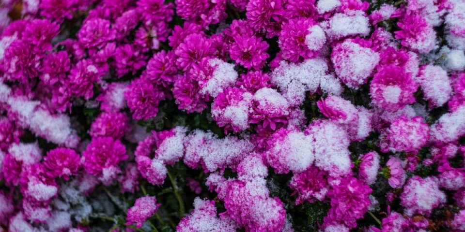 Hrizanteme će preživeti zimu i mraz: Baštovan otkrio da je tajna u 1 stvari - samo tako će bujati na proleće