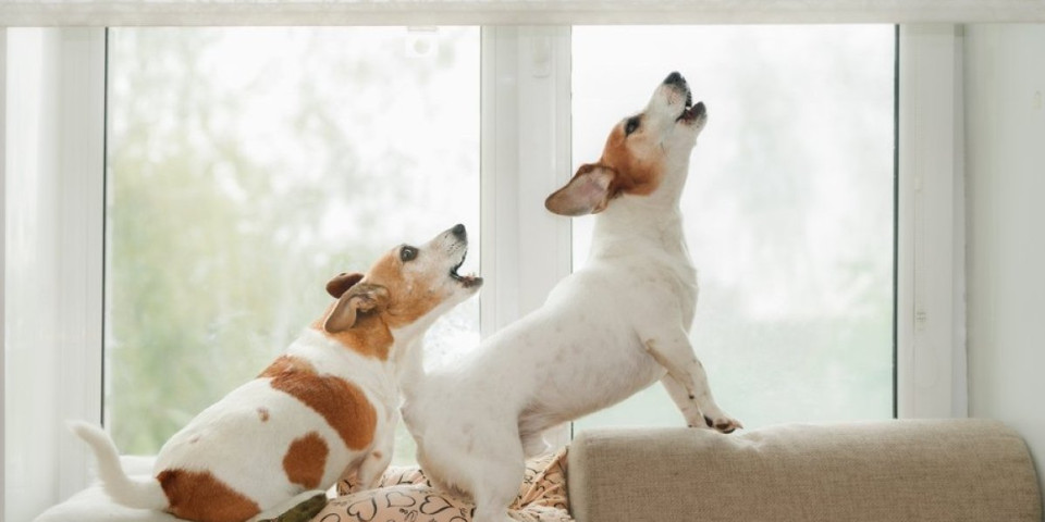 Rase pasa koje mnogo laju: Od njihovog laveža pucaju zidovi - nikako nisu za život u stanu