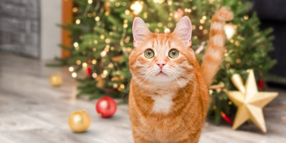 Sprečite mačku da uništi jelku: Uz nekoliko trikova dnevna soba neće biti bojno polje