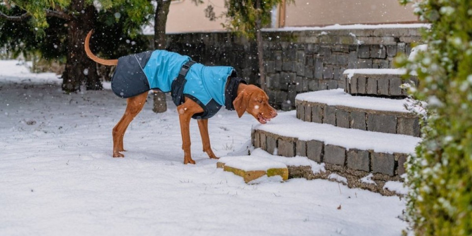 Pazite gde vaš pas gricka sneg: Zimski gastritis može biti smrtonosan za ljubimca