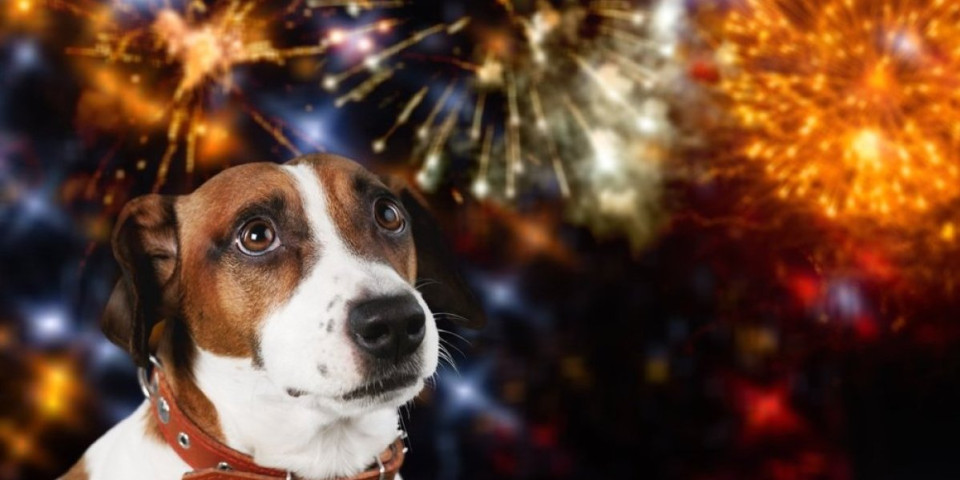 Praznični horor: Petarde izazivaju strah i traume kod ljubimaca - evo kako da ih zaštitite