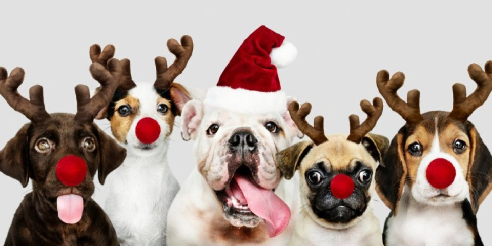 Koji praznični ukras oslikava vašeg psa? 6 magijskih kombinacija na jelki koje će oduševiti ljubimca