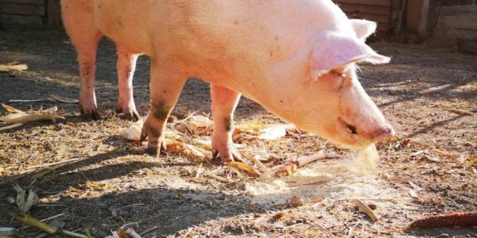 Ukradena krmača Bela teška više od 200 kila! Policija preuzela slučaj