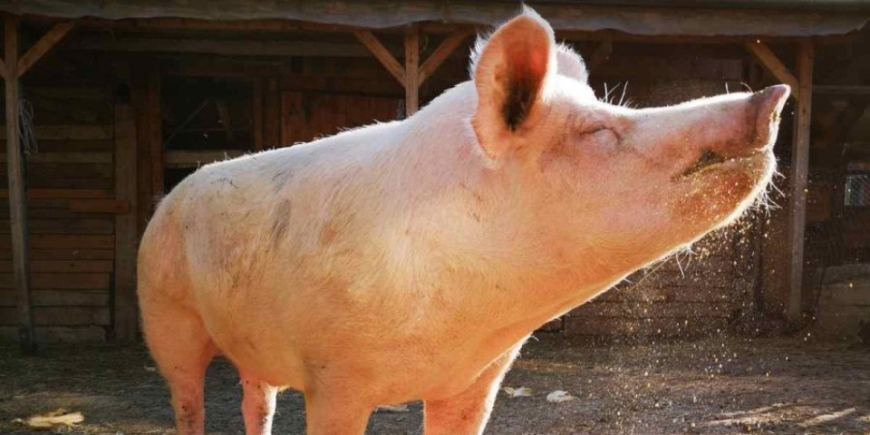 Ovo je najstarija svinja u Srbiji: O njenom životu može da se snimi film