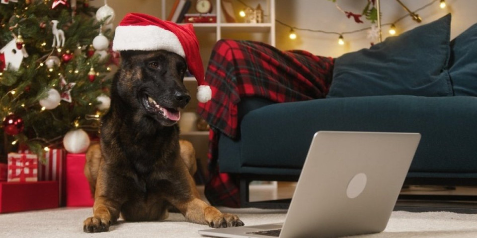 Opasan pas mekog srca: Reakcija belgijskog ovčara na poklon istopila srca miliona (VIDEO)