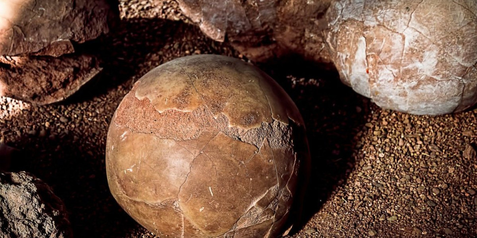 Kakvo otkriće: Nećete verovati šta se nalazi u jajetu dinosaurusa starom 70 miliona godina