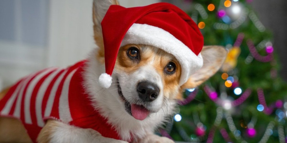 Kada mali korgi ukrade šou: Poluvreme na stadionu koje niko neće zaboraviti (VIDEO)