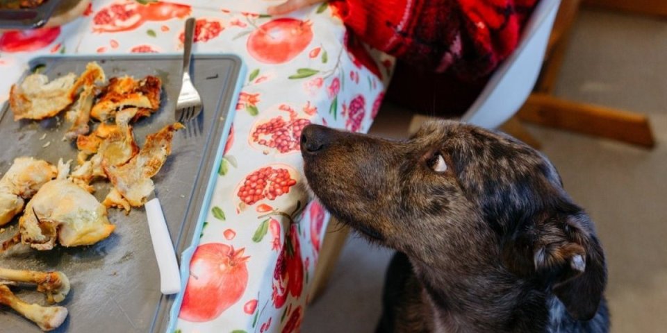 Domaći obroci za pse: Napravite sami zdravu ishranu za vašeg ljubimca i sačuvajte zdravlje