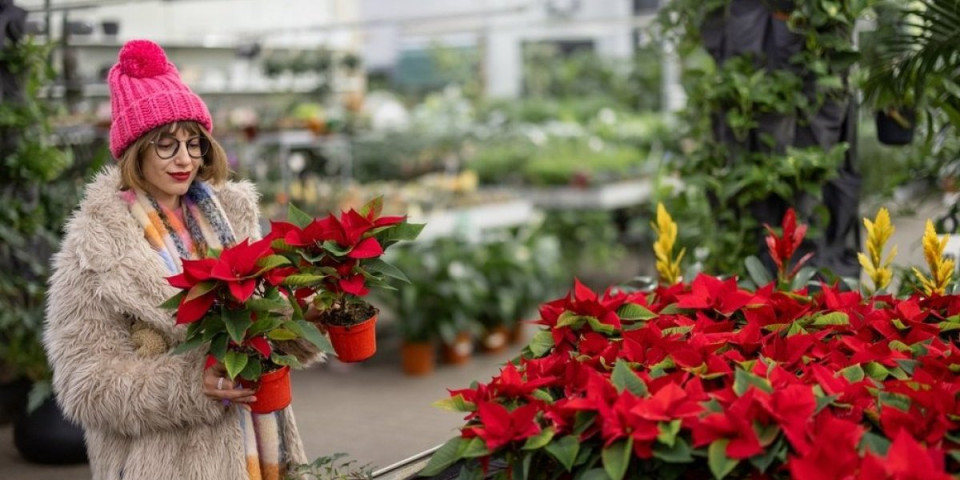 Greška koja uništava Božićnu zvezdu: Baštovan otkriva kako se pravilno neguje ova prelepa biljka