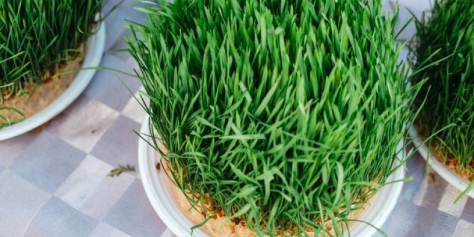 Novac će pljuštati kao kiša: Ako pojedete ovu biljku na Badnji dan, bogatstvo vas neće zaobići tokom godine