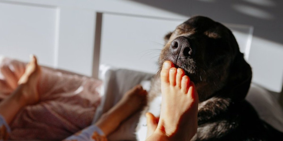 Zašto vam pas liže stopala? Dobro obratite pažnju - šalje skrivene poruke