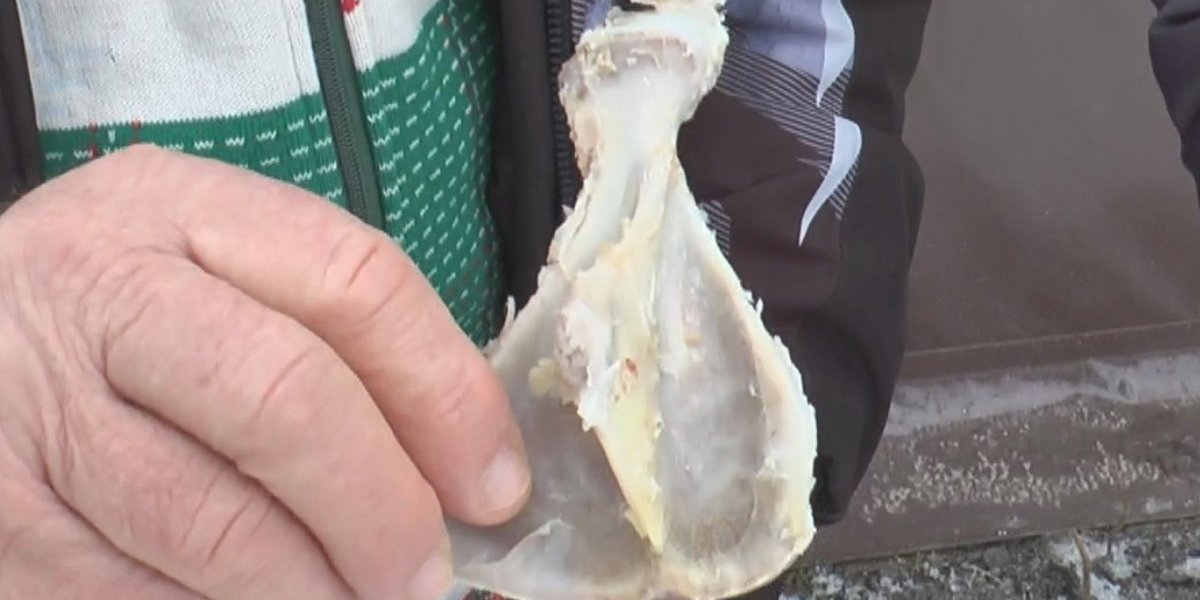 Plećka pokazuje kakva godina sledi