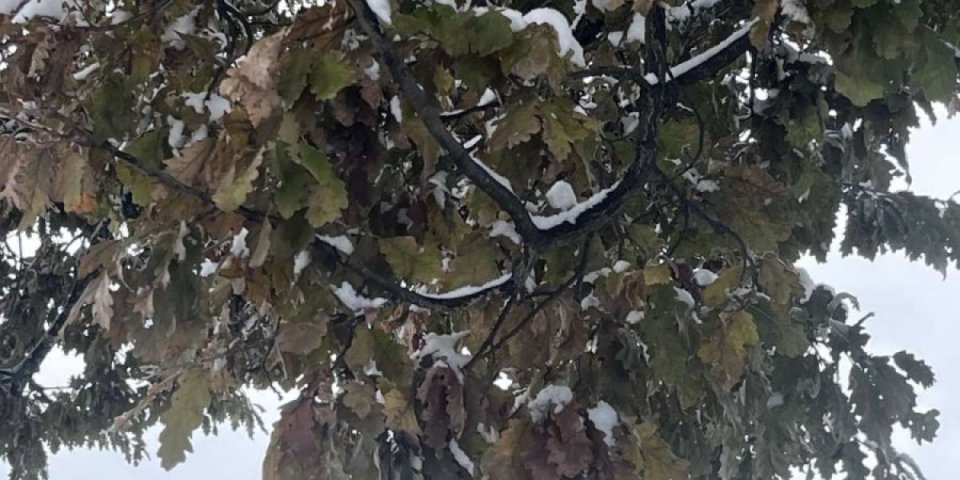 Misterija u užičkom selu: Ni sneg im ne može ništa - zelene se ko u proleće