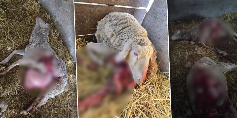 Krvavi pohod šakala! Pred jagnjenje domaćinu zaklali 12 ovaca (UZNEMIRUJUĆI FOTO)