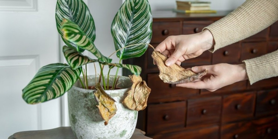 Oživite zimi uvele biljke za 24 sata: Jednostavan recept koji ih oporavlja i diže iz mrtvih