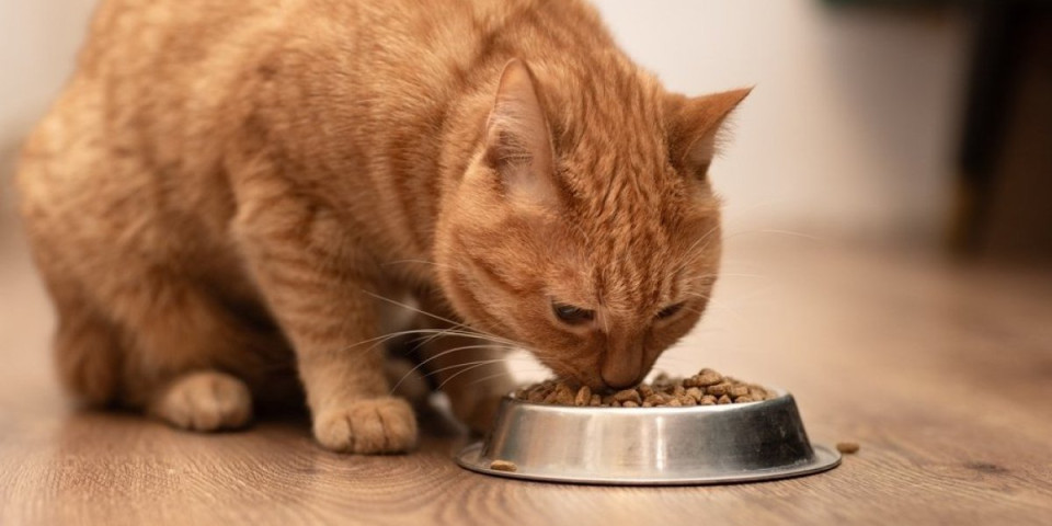 Mnogi vlasnici mačaka prave istu grešku: Jedna vrsta hrane može da uništi zube vašoj ljubimici