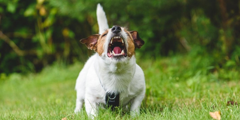 Svaki lavež ima značenje: 5 signala koje vam pas šalje svakog dana - evo šta zapravo želi
