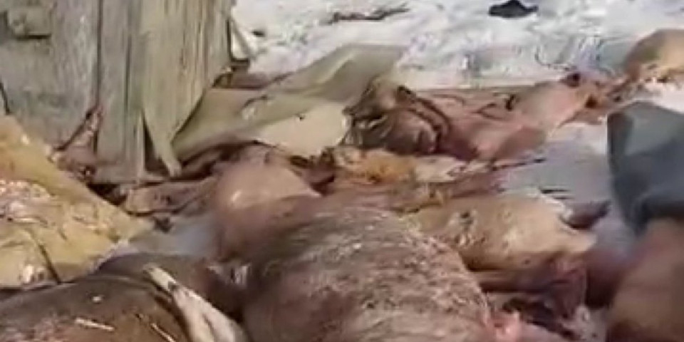 Užas u Bogatiću: Ni inspektori dosad ovako nešto nisu videli