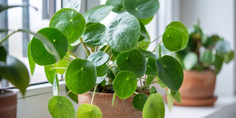 Ne traži pažnju, a donosi bogatstvo: Biljka koju svi žele u svom domu - zaliva se 1 nedeljno