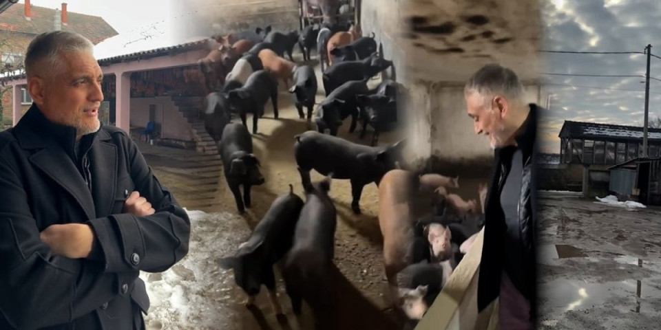 Čeda i Aca među svinjama, Jovanović postavio uslov Kosu: "Je l' ti jasno?" (VIDEO)